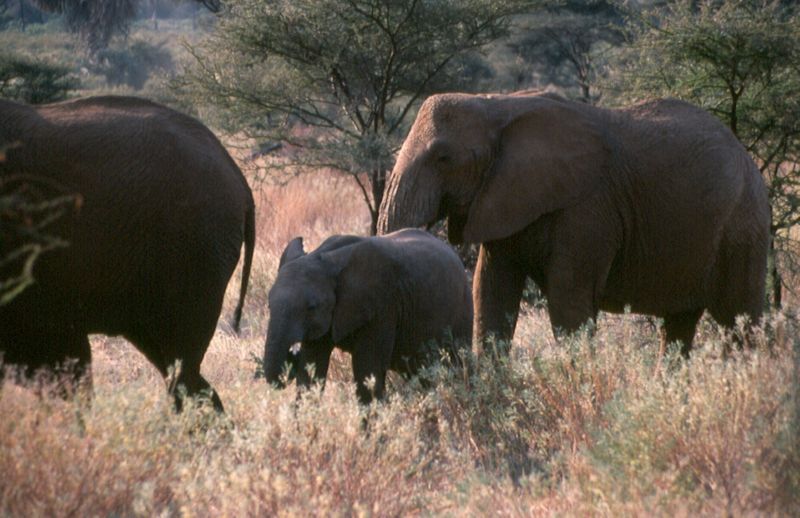 1-39 olifanten - Samburu national reserve